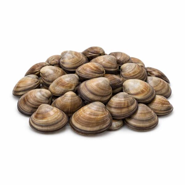 Asijské mušle „Ngao“ (Meretrix lyrata) – Čerstvé