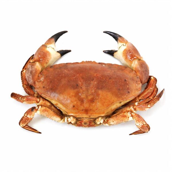 Krab německý (Cornish Crab) – Prémiový krab z britského pobřeží