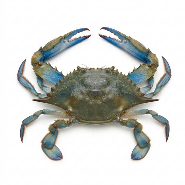 Krab modrý (Blue Crab) – Čerstvý delikátní mořský plod