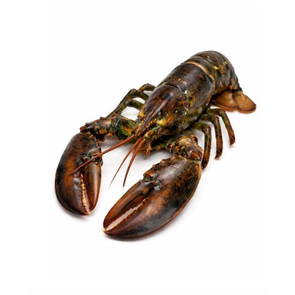 Velký humr americký (800g+)